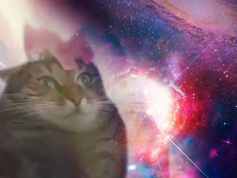 Cat's astral projection