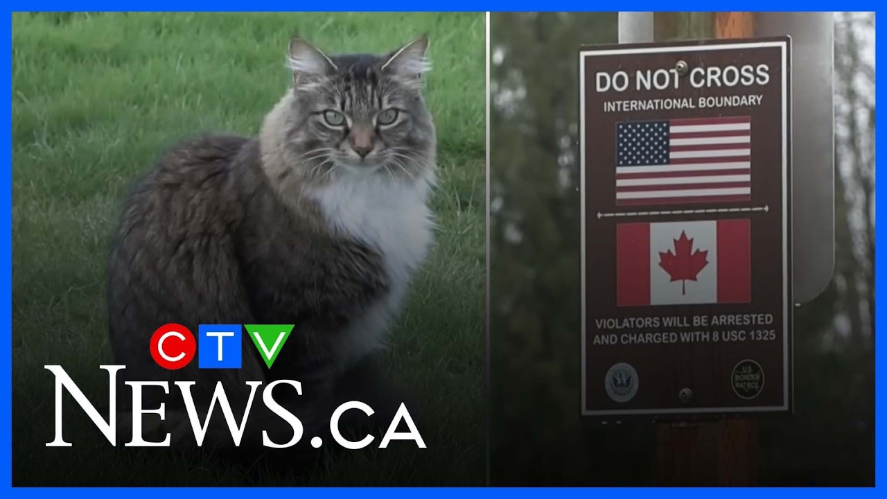 Border crossing cat