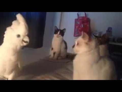 Cockatoo speaking meow language to cats