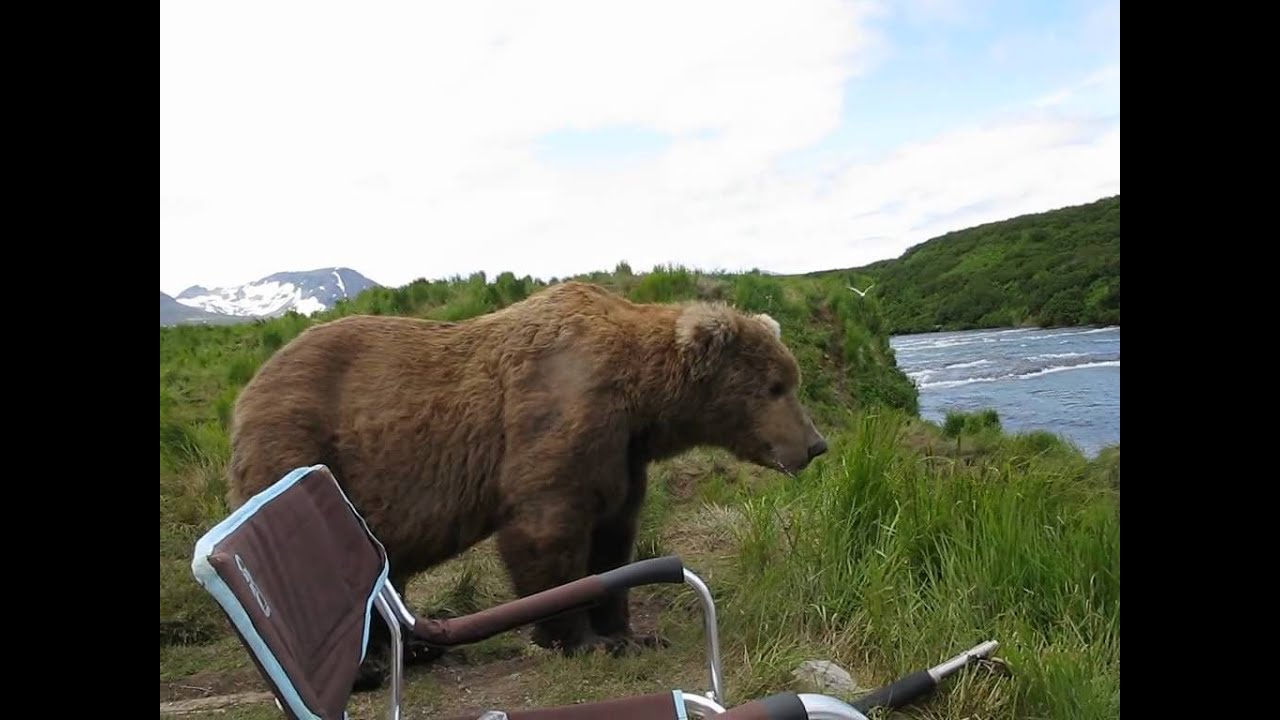 A Bear coming too close to a guy